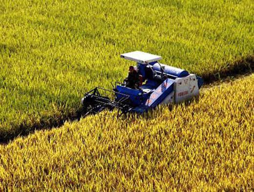 全国“三夏” 小麦大规模农机收割基本结束
